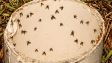 How to Get Rid of Drain Flies in Your HVAC Condensate Lines How to Get Rid of Drain Flies in Your HVAC Condensate Lines