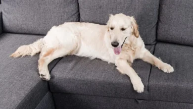 Pet Owner’s Guide to HVAC Maintenance in Texas | East Texas Refrigeration Pet Owner’s Guide to HVAC Maintenance in Texas | East Texas Refrigeration