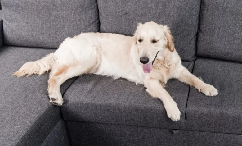 Pet Owner’s Guide to HVAC Maintenance in Texas | East Texas Refrigeration Pet Owner’s Guide to HVAC Maintenance in Texas | East Texas Refrigeration