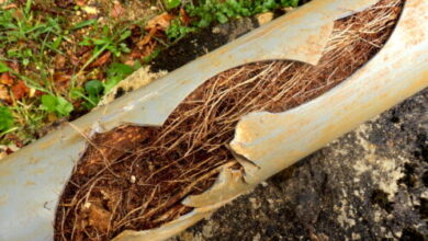 5 Ways Tree Roots Can Affect Your Drainage System 5 Ways Tree Roots Can Affect Your Drainage System