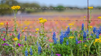 5 Signs Your AC Won’t Survive a Texas Summer (And What to Do About It) 5 Signs Your AC Won’t Survive a Texas Summer (And What to Do About It)