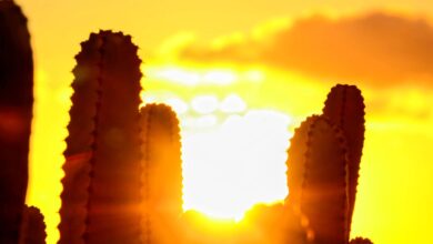 How to Keep Your AC Running in Texas Heat How to Keep Your AC Running in Texas Heat