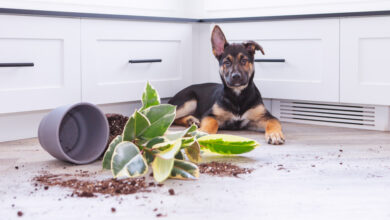 When you’re hosting pets, you’ll need insurance that’s ‘up to scratch’! When you’re hosting pets, you’ll need insurance that’s ‘up to scratch’!