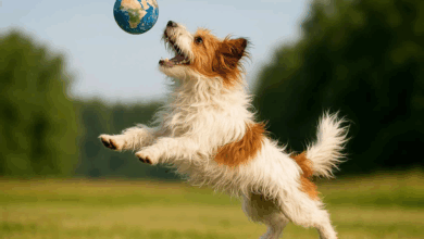 Is your dog keeping Swiss Re’s underwriters up at night? Is your dog keeping Swiss Re’s underwriters up at night?