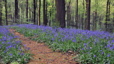 Spring in your pedals