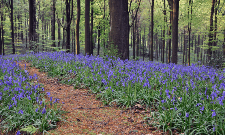 Spring in your pedals Spring in your pedals