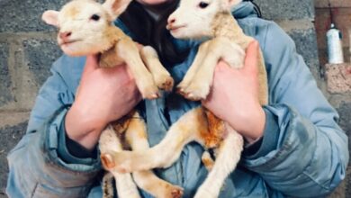 Jaz Williams – A walk in their Wellies blog Jaz Williams – A walk in their Wellies blog