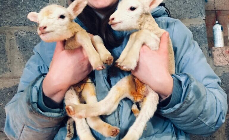 Jaz Williams – A walk in their Wellies blog Jaz Williams – A walk in their Wellies blog