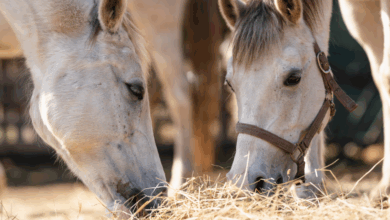 The Rising Cost of Forage: What It Means for Horse Owners and How You Can Help