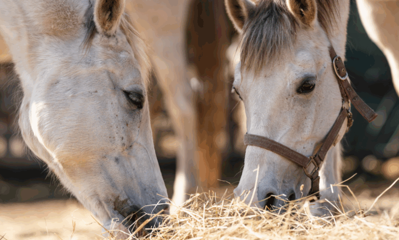 The Rising Cost of Forage: What It Means for Horse Owners and How You Can Help The Rising Cost of Forage: What It Means for Horse Owners and How You Can Help