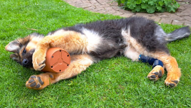 Holiday Home Insurance explained – Aspects of your policy