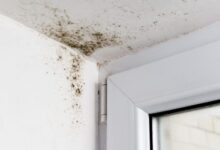 Address Your HVAC System & Mold