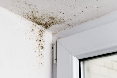 Address Your HVAC System & Mold