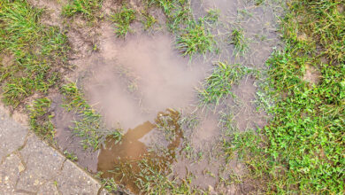 Signs of Sewer Line Damage in Your Home